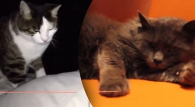 Які сім речей можуть передбачити коти - відповідь здивує багатьох Які сім речей можуть передбачити коти - відповідь здивує багатьох