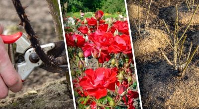 Защита за пару часов: простой "дышащий" способ укрытия роз на зиму