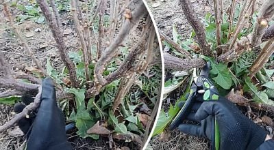 Як правильно обрізати смородину восени: поради для рясного врожаю