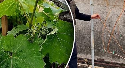 Як не можна обрізати виноград: помилки, через які втрачають урожай