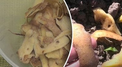 Як зробити добриво з картопляного лушпиння Як зробити добриво з картопляного лушпиння