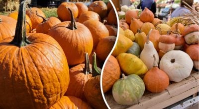 Гарбуз може приховувати токсичний секрет - про що попередили вчені