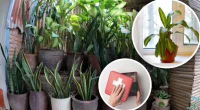 Комнатные растения Комнатные растения