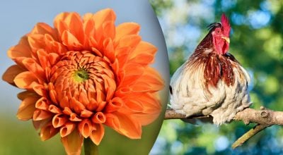 Китайский гороскоп на завтра Китайский гороскоп на завтра