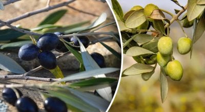 маслины, оливки маслины, оливки