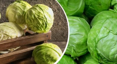 Пролежить цілий рік: найкращі варіанти зберігання капусти, якщо немає погреба