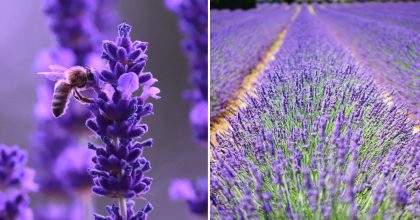Секрет пишної лаванди: простий трюк у березні здивує навіть досвідчених садівників