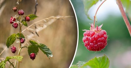 Що не можна садити поруч із малиною: небезпечні сусіди, через яких не буде врожаю