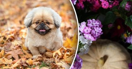 Посівний календар на листопад 2025: що потрібно встигнути посадити