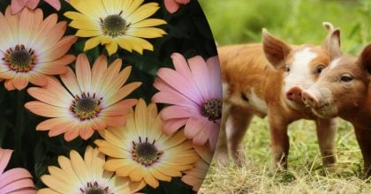 Китайский гороскоп на сегодня 31 октября: Быкам - мучения, Свиньям - разочарования