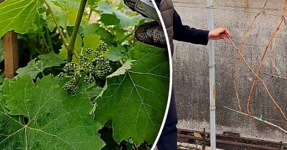 Як не можна обрізати виноград: помилки, через які втрачають урожай