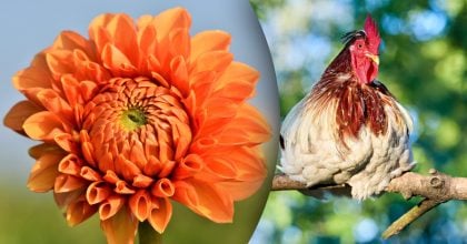 Китайський гороскоп на сьогодні 1 листопада: Півням - страх, Козлам - конфлікти