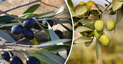 У чому різниця між оливками та маслинами: вчителька здивувала поясненням