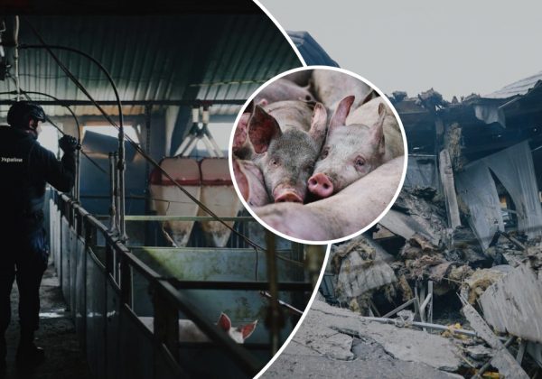 Российский удар вызвал гибель 13 тысяч животных: щемящие детали от ГСЧС