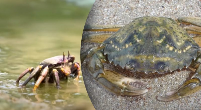 "Танцюристи" океану: чи є краби в Україні та чому вони ходять боком