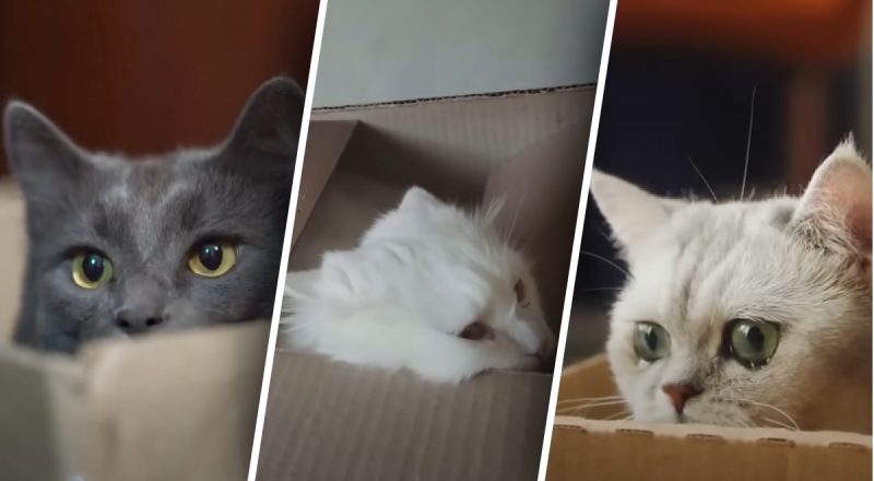 Почему коты без ума от коробок - истинные причины знают единицы