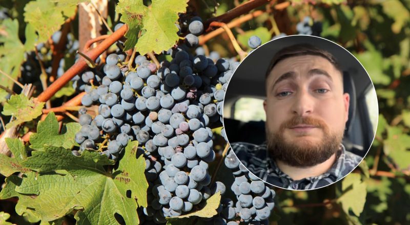 Як правильно сказати "гроздь" українською: знайдено красивий варіант