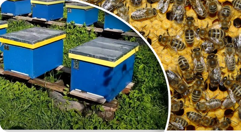 Таємниці зимівлі бджіл: пасічник розповів, як підготувати вулик і не втратити сім’ю