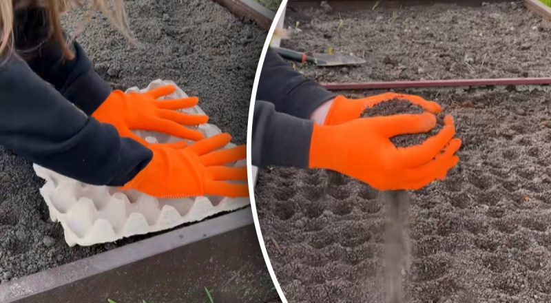 Как посеять морковь, чтобы потом не прореживать: два хитрых способа