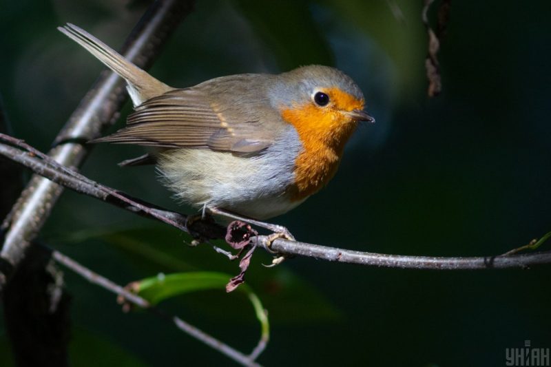 До України повертається тепло: у яких регіонах розігріє до +23 °С