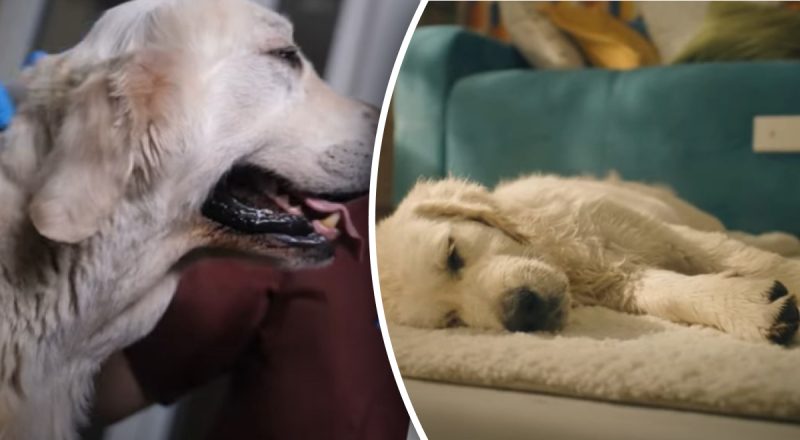 Чому собака спить з висунутим язиком - ветеринари попередили про важливий сигнал