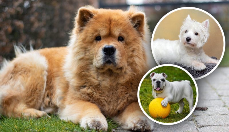 Идеальные "домоседы": названы 10 пород собак, которых нужно меньше всего выгуливать