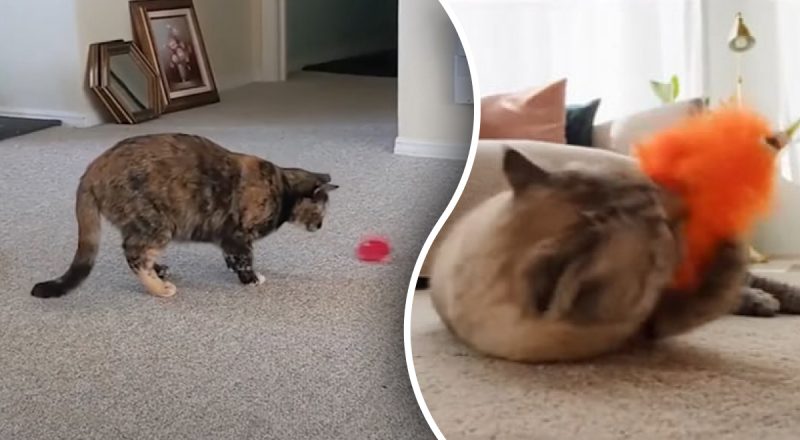 Список удивит многих - какие игрушки нельзя давать коту и почему