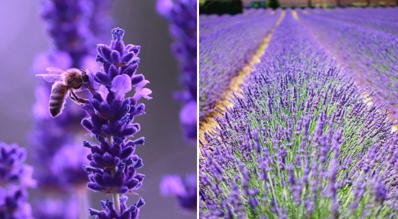 Синє золото Провансу: як виростити розкішний лавандовий сад в Україні