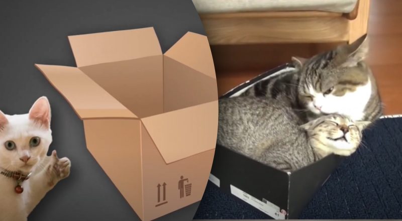 Що говорить наука: чому  кіт ігнорує дорогі подарунки і обирає стару коробку