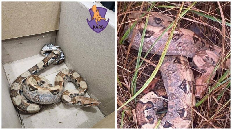 Ховалася просто в траві: під Києвом знайшли величезну змію