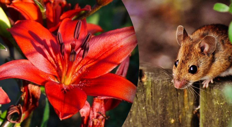 Китайский гороскоп на сегодня 16 октября: Крысам - конфликт, Кроликам - сплетни