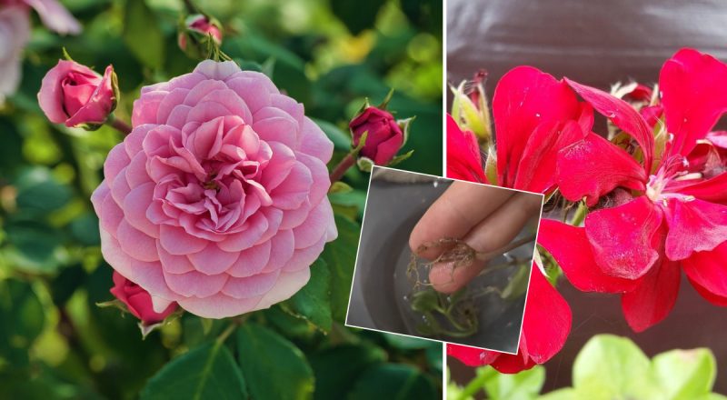 Як укоренити будь-який живець за один день: садівниця назвала стовідсотковий спосіб