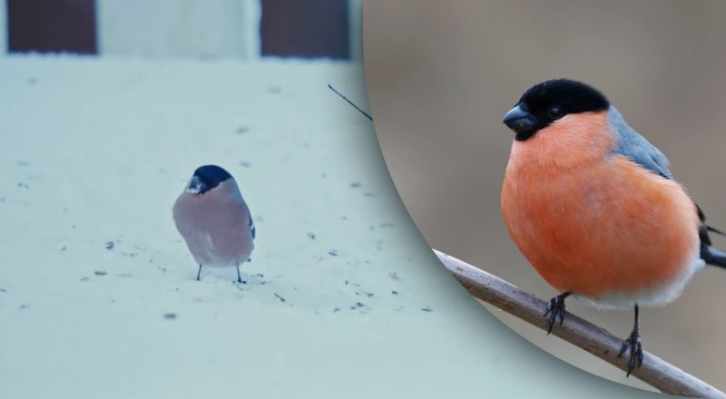 Они внезапно исчезли: раскрыта главная причина, почему снегири обходят Украину