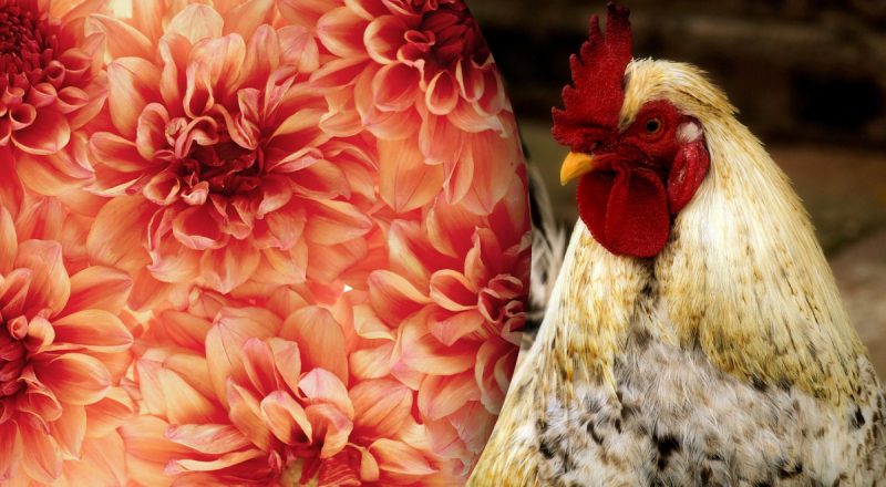 Китайський гороскоп на сьогодні 20 жовтня: Драконам - стрес, Півням - підозри