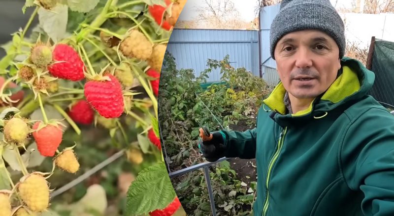 Осенняя обрезка малины по-новому: простой метод, который меняет урожай весной