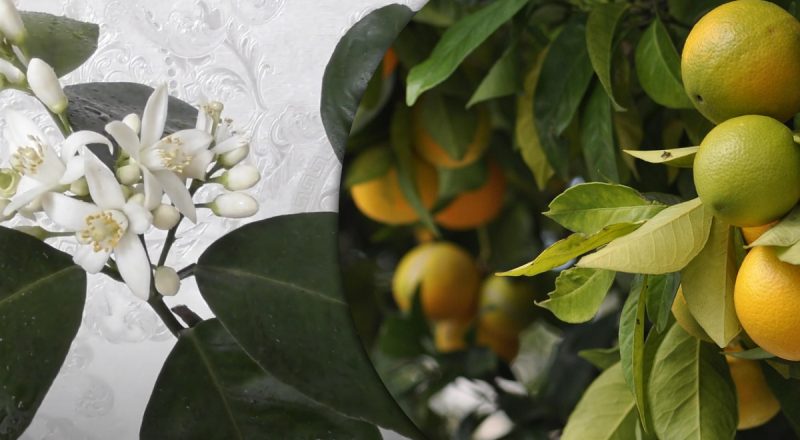 Вітамін С на підвіконні: як виростити апельсинове дерево у себе вдома