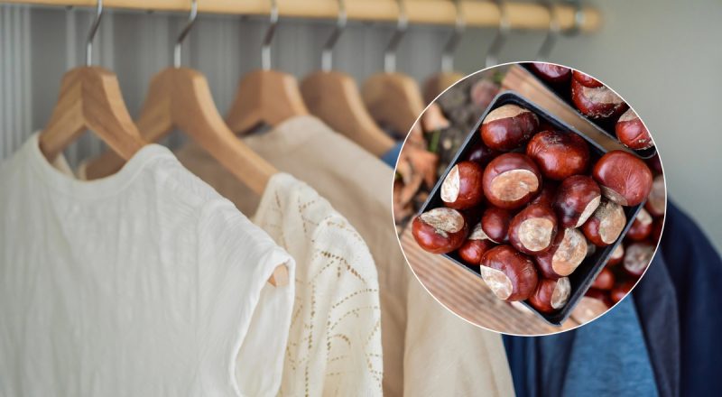 Кмітливі господині закликали поставити у шафу каштани - навіщо це потрібно
