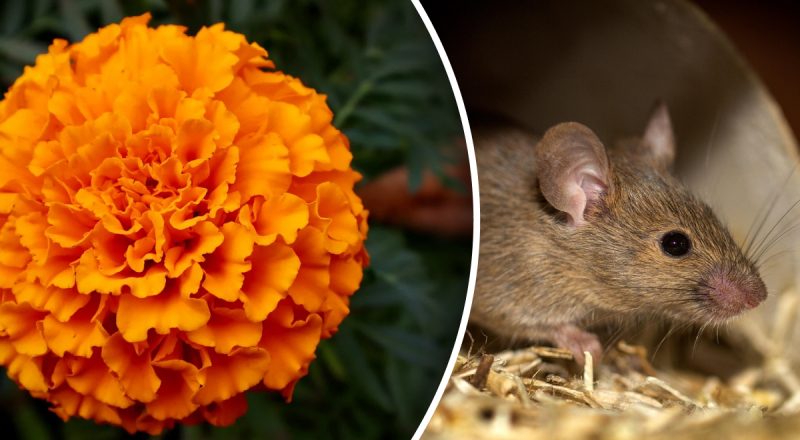 Китайский гороскоп на сегодня 23 октября: Крысам - кризис, Лошадям - разочарование