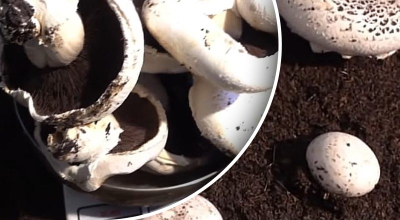 Шампиньоны можно вырастить даже в квартире: что для этого нужно
