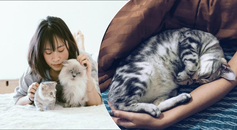 Здивує навіть досвідчених кошатників: як насправді коти відчувають біль людини