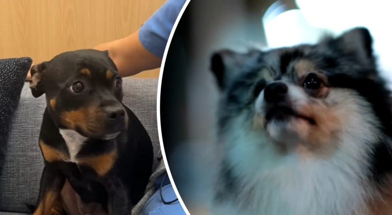 Смотрят на стену и лают - раскрыто, могут ли собаки чувствовать призраков