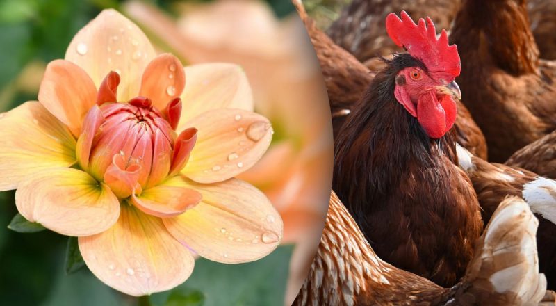 Китайський гороскоп на сьогодні 25 жовтня: Драконам - труднощі, Півням - нерви