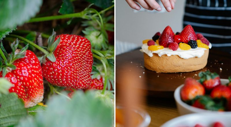 Урожай буде через місяць: як виростити полуницю вдома на підвіконні