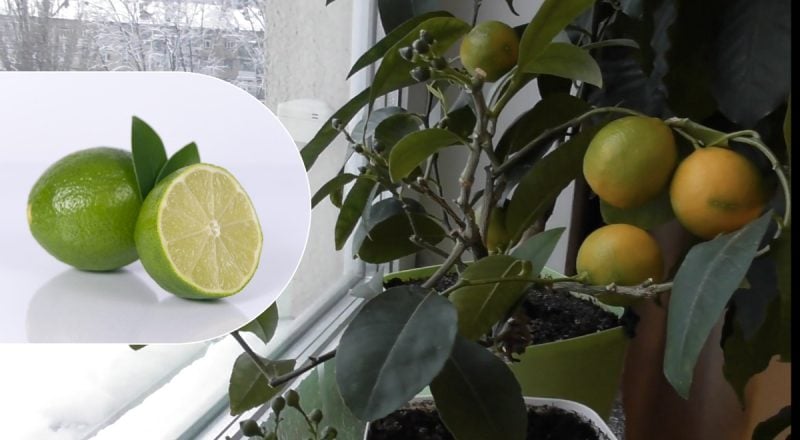 Цвіте і родить цілий рік: як виростити лайм із кісточок удома