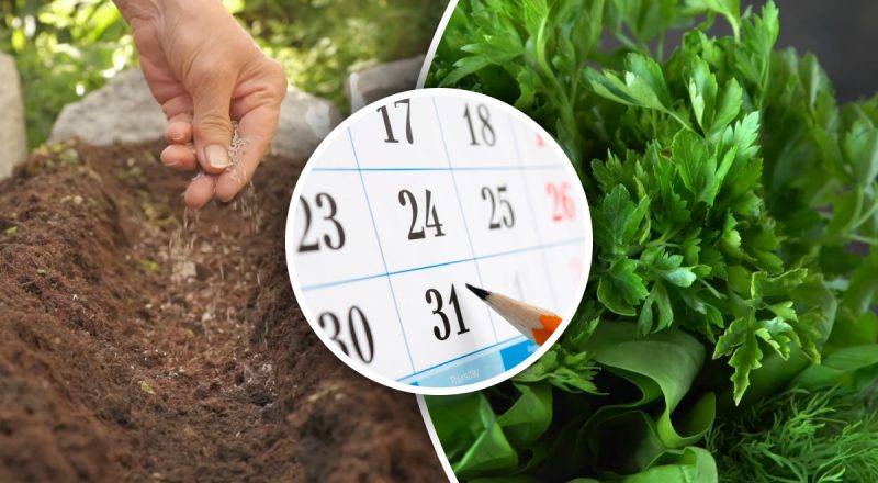 Сприятливі дні листопада: коли і що садити, щоб отримати ранній врожай