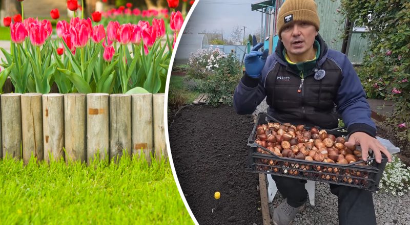 "Голландська хитрість": садівник показав ефективний спосіб посадки тюльпанів