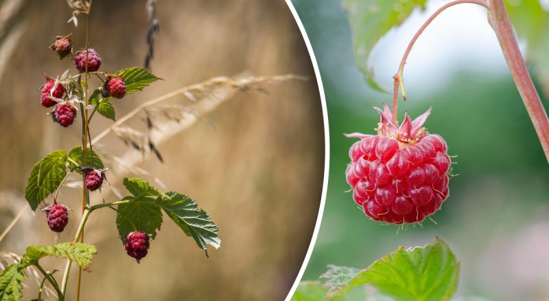 Що не можна садити поруч із малиною: небезпечні сусіди, через яких не буде врожаю