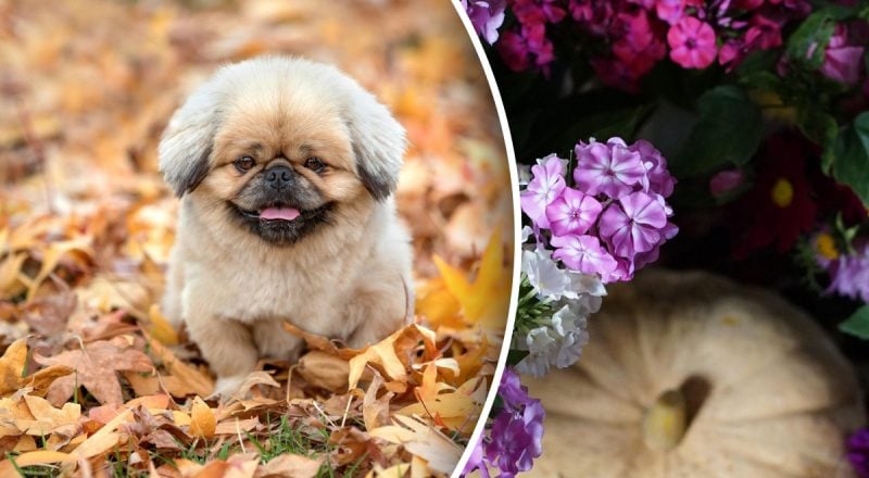 Посівний календар на листопад 2025: що потрібно встигнути посадити