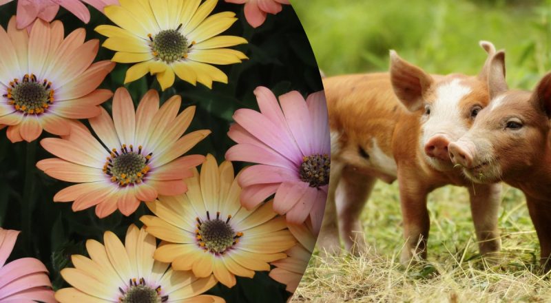 Китайський гороскоп на сьогодні 31 жовтня: Бикам - муки, Свиням - розчарування