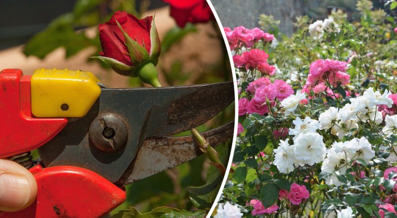 Чим і як підживити троянди на зиму: найкращі добрива та натуральні засоби